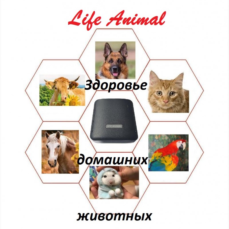 Фото 3. Life Animal - помощь ветеринару. 4 уровня мощности. Купи с КешБэк 10%