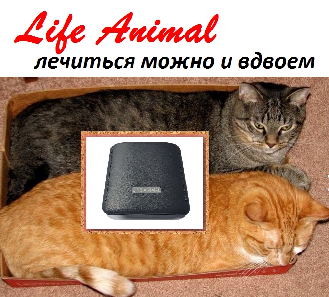 Фото 4. Life Animal - помощь ветеринару. 4 уровня мощности. Купи с КешБэк 10%