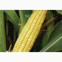 ДН Дніпро насіння кукурудзи ФАО 300