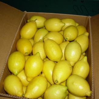 Fresh lemon offer from Egypt