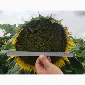 Компанія ГРАН реалізує посівний матеріал соняшнику ГРАНД АДМІРАЛ (105-110 дн.)