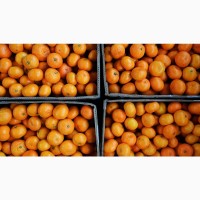 Продам цитрусовые апельсин мандарин лимон грейпфрут гранат