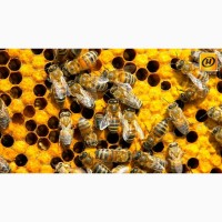 Продам бджолопакеты