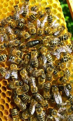 Фото 3. Продам бджоломатки, пчеломатки. матки