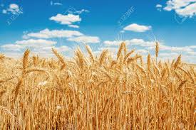 Фото 2. Купуємо пшеницю