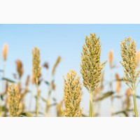 Пшеница куплю по територии Украины