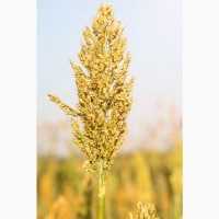 Зерновые культуры, закупаем Пшеницу оптом