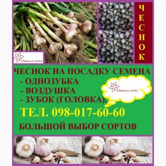 Підприємство реалізує відбірне насіння часнику в головках, однозубкою, зубком, воздушкою