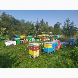 Бджолопакети карпатських бджіл з доставкою