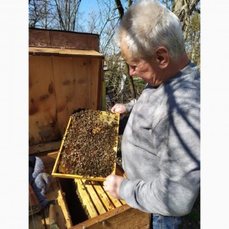 Продам бджолопакети з власної пасіки