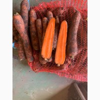 Продам морковь нантку