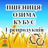 Насіння озимої пшениці КУБУС 1 репродукція KWS