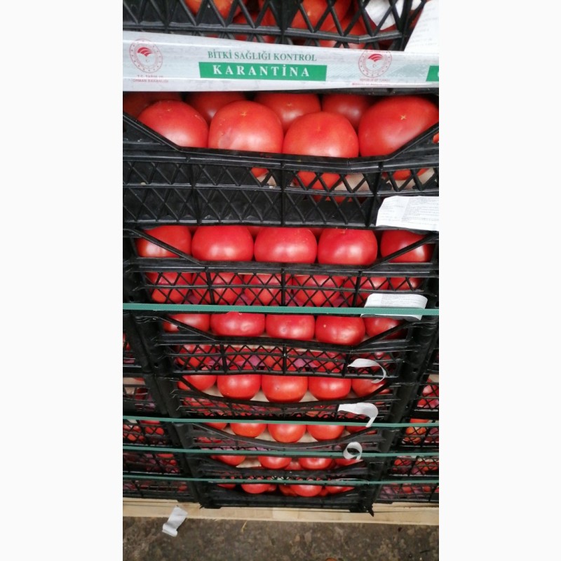 Фото 3. Продам помідор