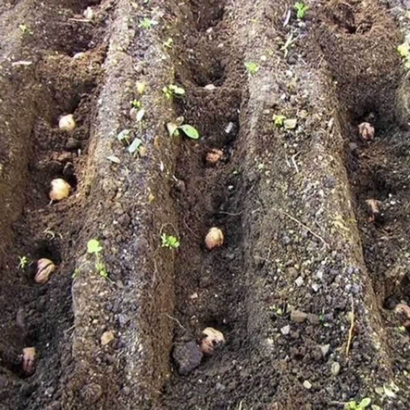 Фото 2. Сіянці волоського горіха не сортовані для озеленення 2 та 3 річні (Україна)