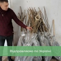 Сіянці волоського горіха не сортовані для озеленення 2 та 3 річні (Україна)
