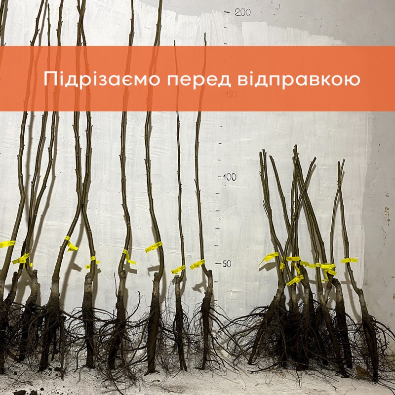 Фото 5. Сіянці волоського горіха не сортовані для озеленення 2 та 3 річні (Україна)