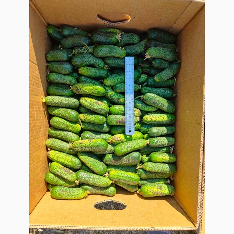 Фото 2. Продаємо огірки. Сорт Кібрія. Великі об’єми. Ціна договірна