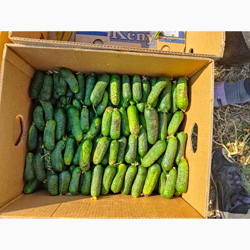 Фото 3. Продаємо огірки. Сорт Кібрія. Великі об’єми. Ціна договірна
