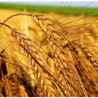 Насіння ОзимоЇ Пшениці Катруся Одеська