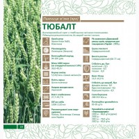Пропонуємо насіння ярої пшениці Тюбалт (СН-1)