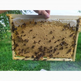 Бджолопакети карпатка2024