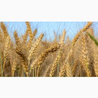 Продам пшеницю 3 клас, Черкаська обл