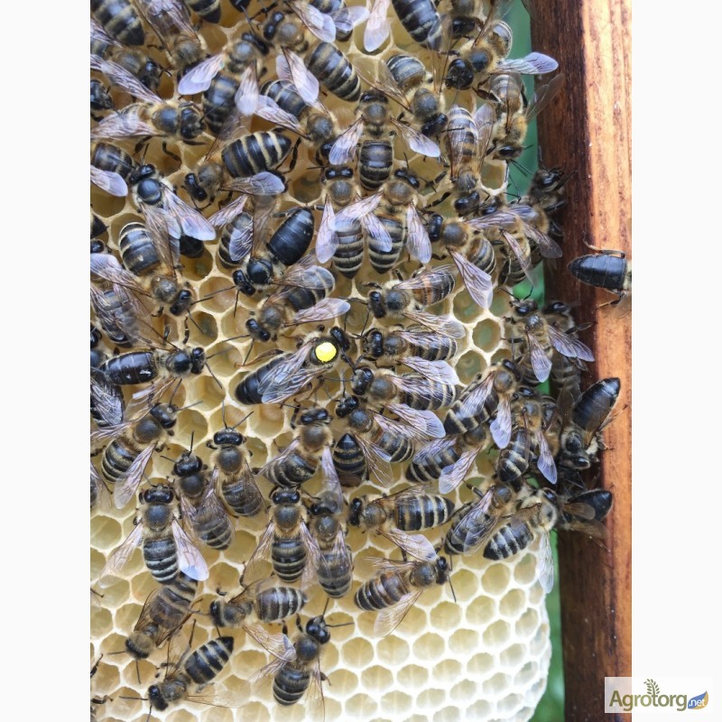 Фото 2. Бджоломатка Карніка, Карпатка 2023 року ПЛІДНІ МАТКИ (Пчеломатка, пчелинные, плодные матки