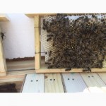 Бджоломатка Карніка, Карпатка 2023 року ПЛІДНІ МАТКИ (Пчеломатка, пчелинные, плодные матки