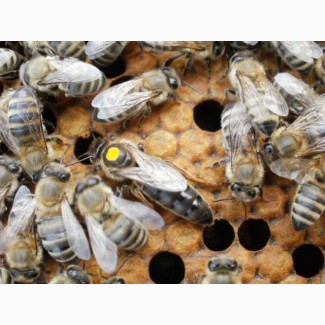 Бджоломатка Карніка, Карпатка 2023 року ПЛІДНІ МАТКИ (Пчеломатка, пчелинные, плодные матки