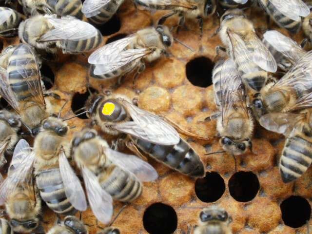 Бджоломатка Карніка, Карпатка 2024 року ПЛІДНІ МАТКИ (Пчеломатка, пчелинные, плодные матки