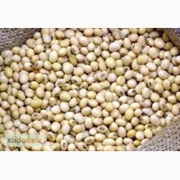 Продам срочно семена Сои Аполло от ФХ «УкрАгродар»