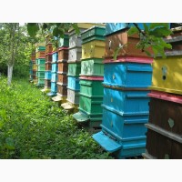 Пыльца пчелиная с Прикарпатья 2018г