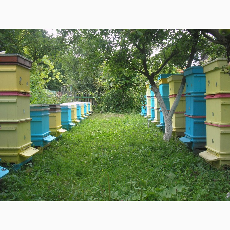 Фото 2. Пыльца пчелиная с Прикарпатья 2018г