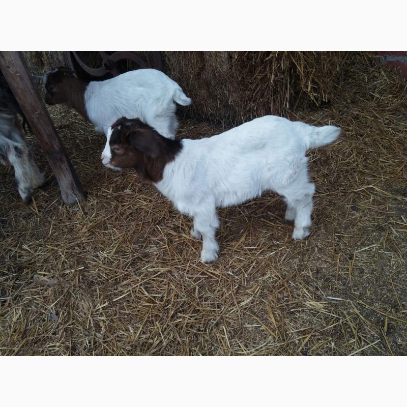 Фото 2. Продам Бурские козы, Продам коз Бурской породы мясной породы