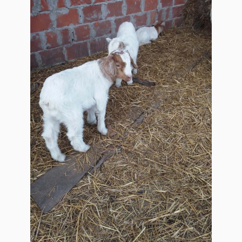 Фото 3. Продам Бурские козы, Продам коз Бурской породы мясной породы