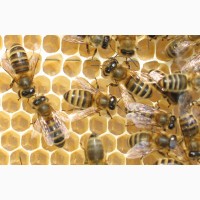 Продам бджолосім#039;ї