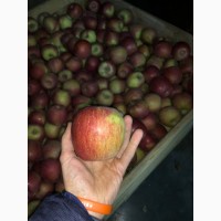 Продам яблоко Фуджи из холодильник, Смарт-фреш