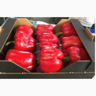 Красный болгарский перец минимальный заказ - от 20 т