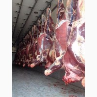 Мясо говядины: быки и коровы