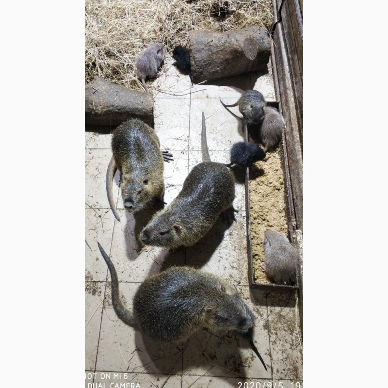 Фото 6. Продам нутрии, щенки от месяца, самцы на разведение, котные самки