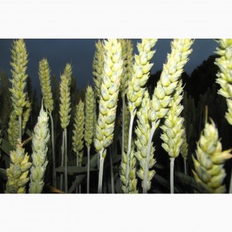 Канадские семена пшеницы Фопс 1-реп.(двуручка)