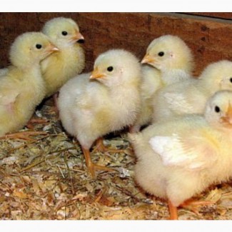 Фото 2. Продам цыплят Голошейки и Ломан Браун 20гр