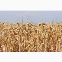 Продаємо пшеницю фураж на експорт
