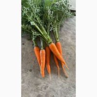 Морковка Нью Курода