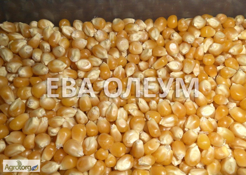 Фото 2. Послуги з сушки зернових: кукурудза, соя, соняшник, рапс, гречка