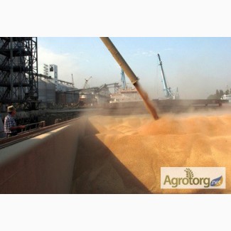 Пшеница мягкая в порту Бандер Аббас, Иран
