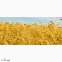 Продам пшеницю озиму сорт СМУГЛЯНКА, Еліта