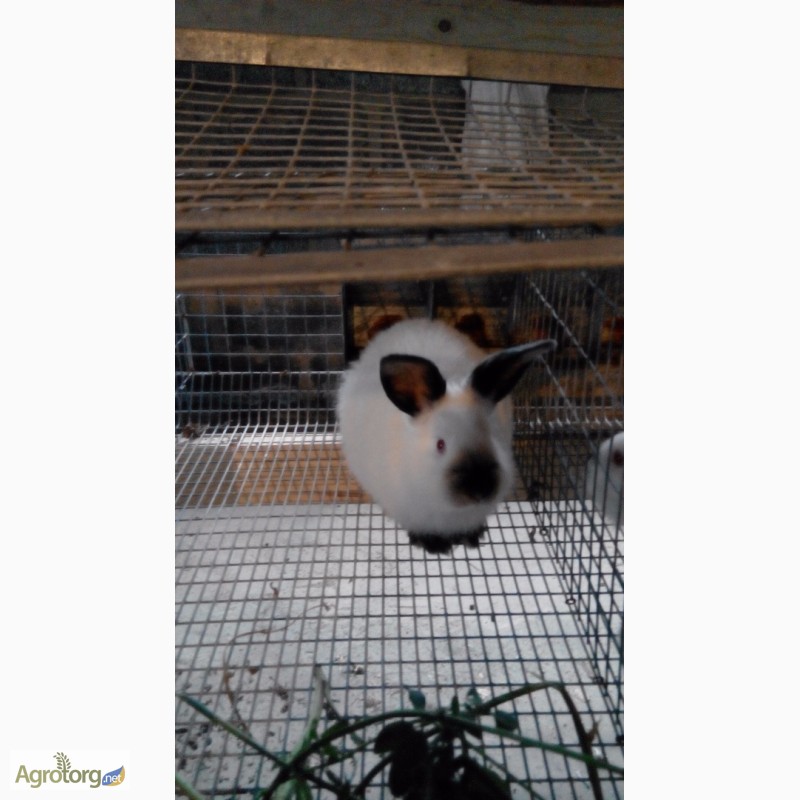 Фото 5. Продам кроликов Колифорнийской породы