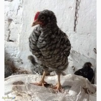 Цыплята 2 месяца. Порода Плимутрок