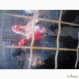 Гусята, цыплята, перепелята домашние-инкубационное яйцо